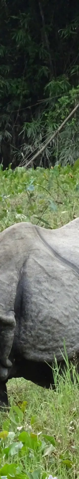 Ein Tag im Dschungel – auf Safari im Chitwan